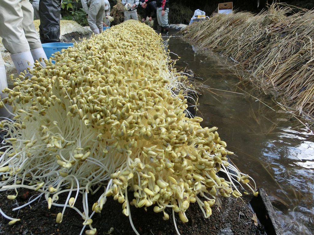 12月 12 スタッフブログ 公式 熊本市水前寺江津湖公園