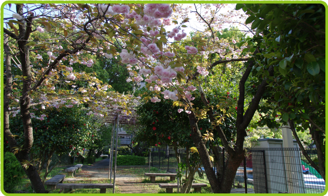 ちびっこプール横の桜、藤など